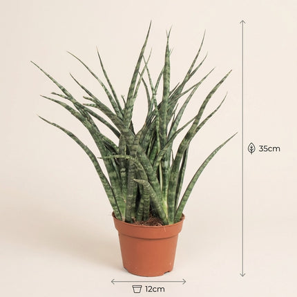 Sansevieria Fernwood Punk - Ø12cm - ↕35cm – afmetingen 35cm hoog, 12cm diameter