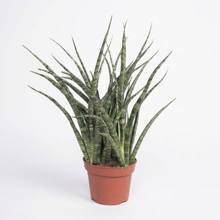 Sansevieria Fernwood Punk - Ø12cm - ↕35cm – kamerplant op witte achtergrond