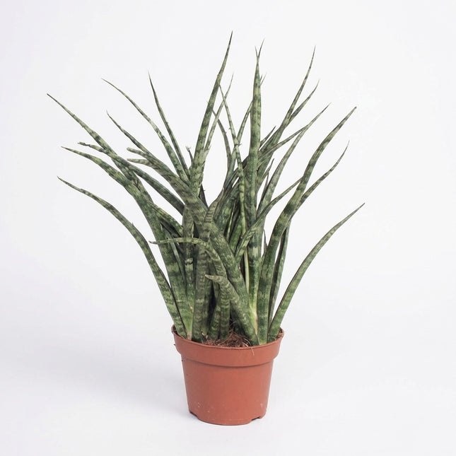 Sansevieria Fernwood Punk - Ø12cm - ↕35cm – kamerplant op witte achtergrond