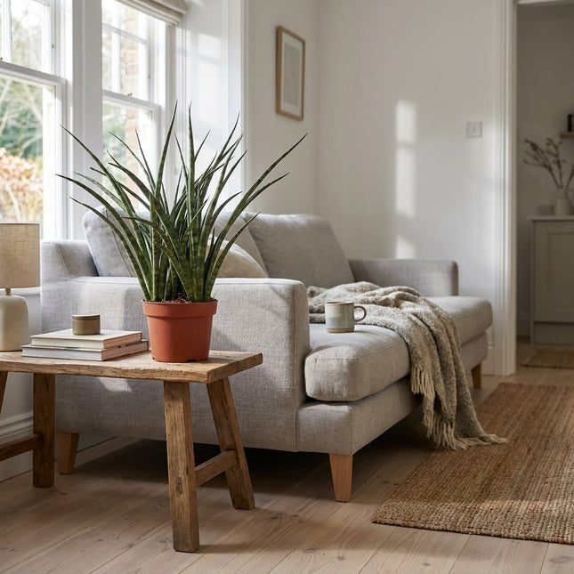 Sansevieria Fernwood Punk - Ø12cm - ↕35cm – gestyled in woonkamer interieur