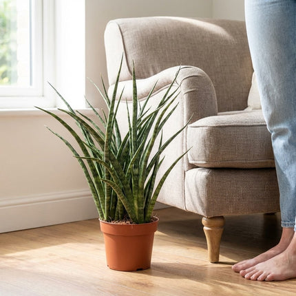 Sansevieria Fernwood Punk - Ø12cm - ↕35cm – formaat indicatie 35cm