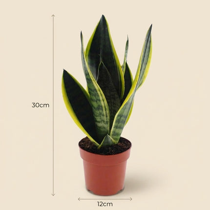 Sansevieria Futura Superba - Ø12cm - ↕30cm – afmetingen 30cm hoog, 12cm diameter