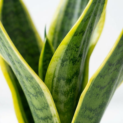 Sansevieria Futura Superba - Ø12cm - ↕30cm – close-up bladtextuur