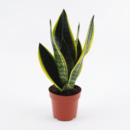 Sansevieria Futura Superba - Ø12cm - ↕30cm – kamerplant op witte achtergrond