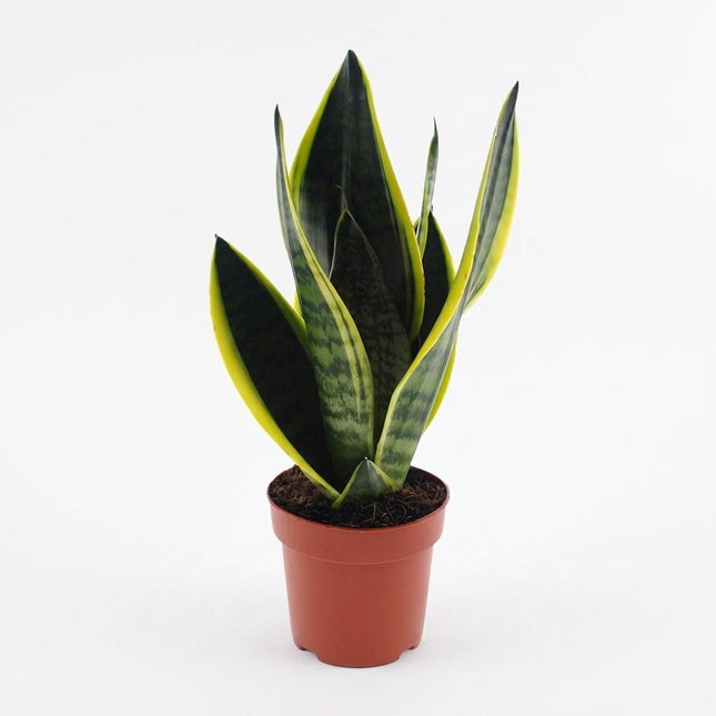 Sansevieria Futura Superba - Ø12cm - ↕30cm – kamerplant op witte achtergrond