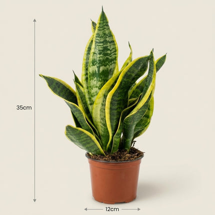 Sansevieria Futura Superba - Ø12cm - ↕35cm – afmetingen 35cm hoog, 12cm diameter