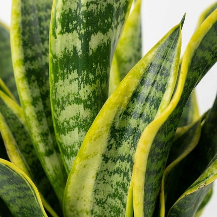 Sansevieria Futura Superba - Ø12cm - ↕35cm – close-up bladtextuur