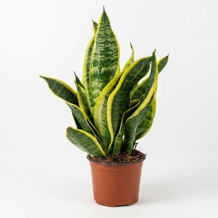 Sansevieria Futura Superba - Ø12cm - ↕35cm – kamerplant op witte achtergrond