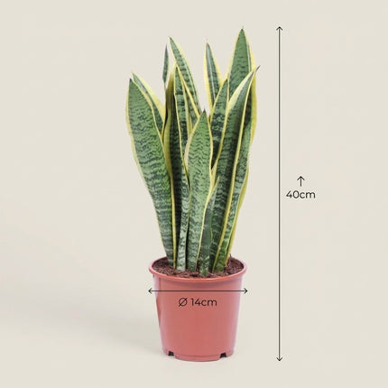Sansevieria Trifasciata Laurentii - Ø14cm - ↕40cm – afmetingen 40cm hoog, 14cm diameter