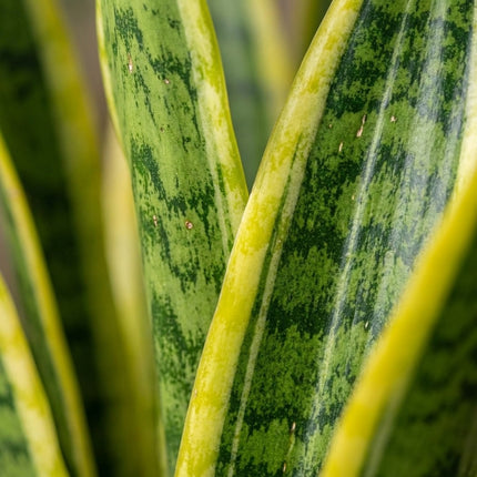 Sansevieria Trifasciata Laurentii - Ø14cm - ↕40cm – close-up bladtextuur