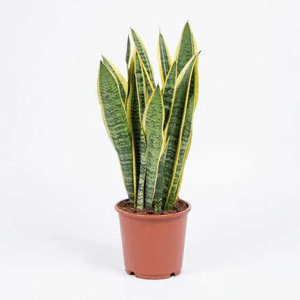 Sansevieria Trifasciata Laurentii - Ø14cm - ↕40cm – kamerplant op witte achtergrond