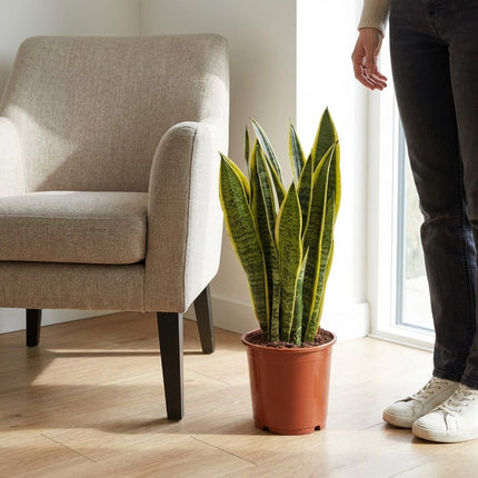 Sansevieria Trifasciata Laurentii - Ø14cm - ↕40cm – formaat indicatie 40cm
