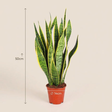 Sansevieria Trifasciata Laurentii - Ø14cm - ↕50cm – afmetingen 50cm hoog, 14cm diameter