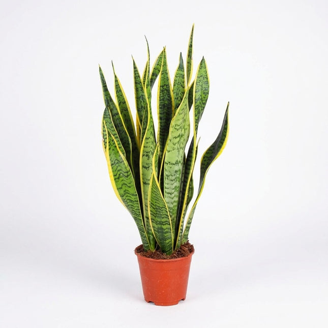 Sansevieria Trifasciata Laurentii - Ø14cm - ↕50cm – kamerplant op witte achtergrond