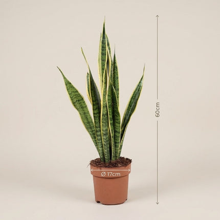 Sansevieria Trifasciata Laurentii - Ø17cm - ↕60cm – afmetingen 60cm hoog, 17cm diameter