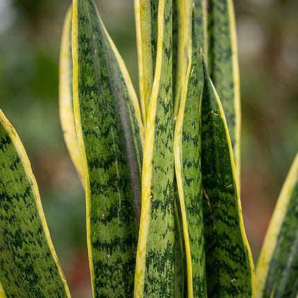 Sansevieria Trifasciata Laurentii - Ø17cm - ↕60cm – close-up bladtextuur