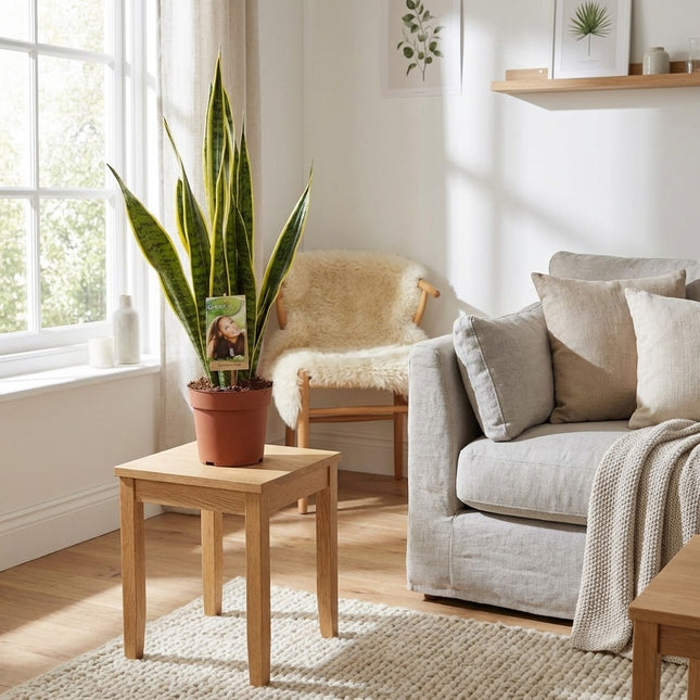 Sansevieria Trifasciata Laurentii - Ø17cm - ↕60cm – gestyled in woonkamer interieur