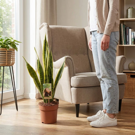 Sansevieria Trifasciata Laurentii - Ø17cm - ↕60cm – formaat indicatie 60cm
