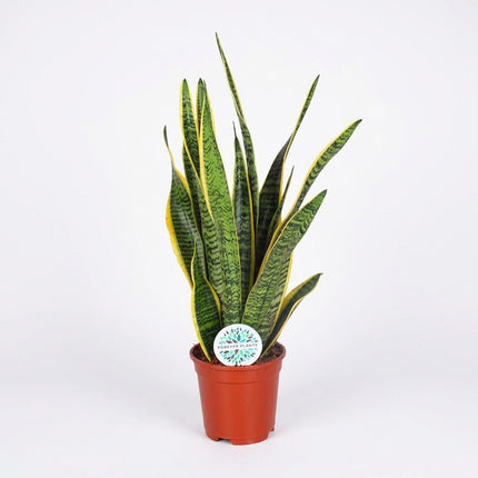 Sansevieria Trifasciata Laurentii - Ø17cm - ↕60cm – kamerplant op witte achtergrond