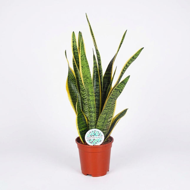 Sansevieria Trifasciata Laurentii - Ø17cm - ↕60cm – kamerplant op witte achtergrond