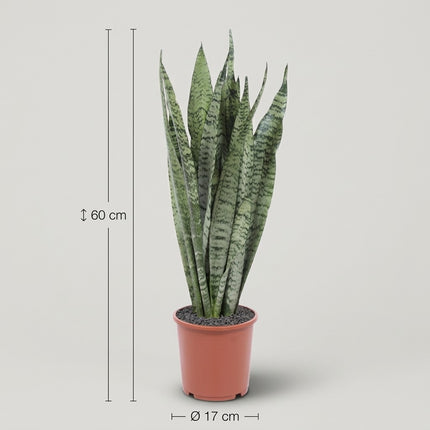 Sansevieria Zeylanica - Ø17cm - ↕60cm – afmetingen 60cm hoog, 17cm diameter