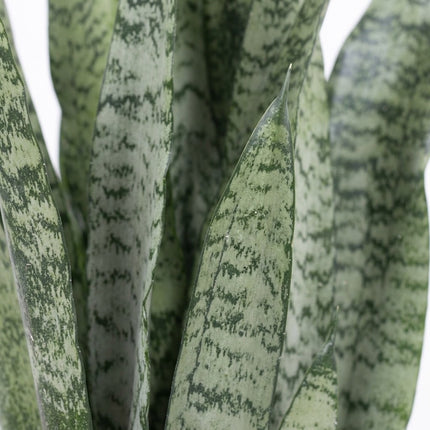 Sansevieria Zeylanica - Ø17cm - ↕60cm – close-up bladtextuur