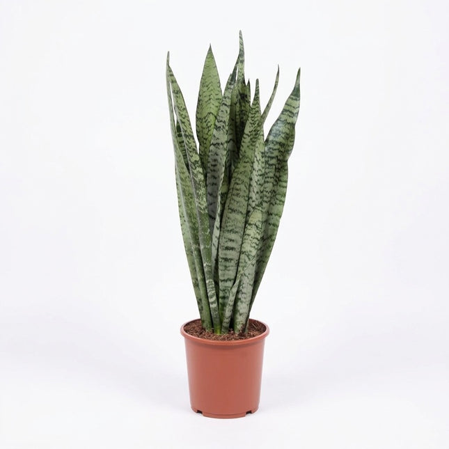 Sansevieria Zeylanica - Ø17cm - ↕60cm – kamerplant op witte achtergrond
