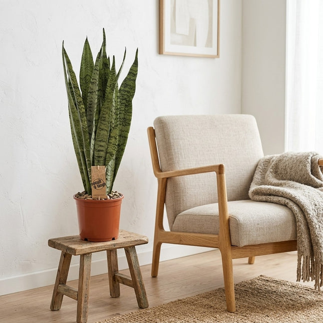 Sansevieria Zeylanica - Ø17cm - ↕60cm – gestyled in woonkamer interieur