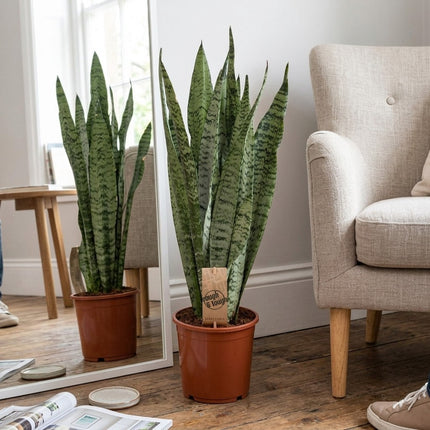 Sansevieria Zeylanica - Ø17cm - ↕60cm – formaat indicatie 60cm