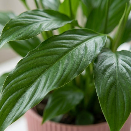 Spathiphyllum 12 Cm Torelli in ELHO Vibes Fold 14cm roze – close-up bladtextuur