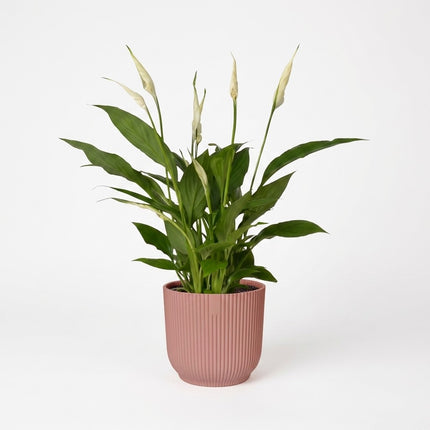 Spathiphyllum 12 Cm Torelli in ELHO Vibes Fold 14cm roze – kamerplant op witte achtergrond