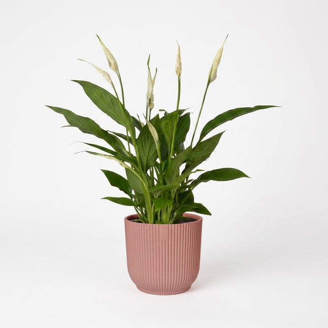 Spathiphyllum 12 Cm Torelli in ELHO Vibes Fold 14cm roze – kamerplant op witte achtergrond