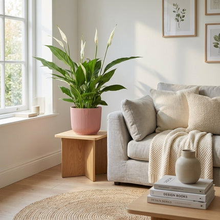 Spathiphyllum 12 Cm Torelli in ELHO Vibes Fold 14cm roze – gestyled in woonkamer interieur