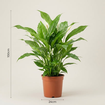 Spathiphyllum Bellini - Ø24cm - ↕100cm – afmetingen 100cm hoog, 24cm diameter