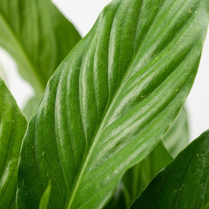 Spathiphyllum Bellini - Ø24cm - ↕100cm – close-up bladtextuur