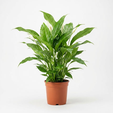 Spathiphyllum Bellini - Ø24cm - ↕100cm – kamerplant op witte achtergrond