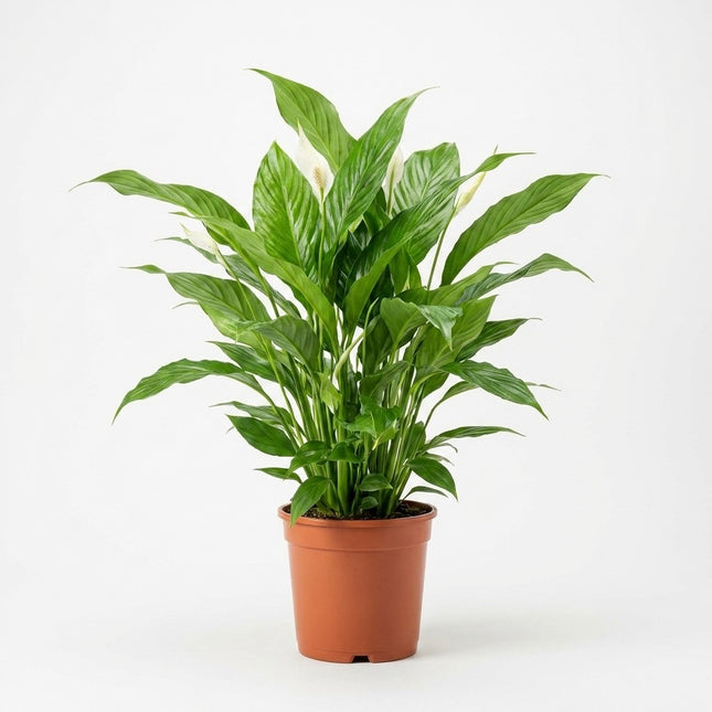 Spathiphyllum Bellini - Ø24cm - ↕100cm – kamerplant op witte achtergrond