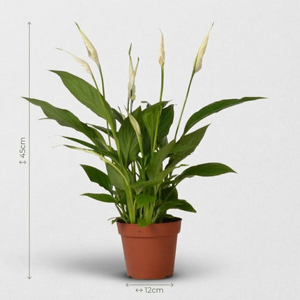 Spathiphyllum Bingo Cupido - Ø12cm - ↕45cm – afmetingen 45cm hoog, 12cm diameter