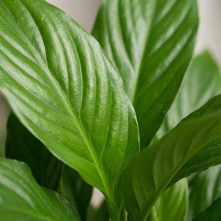 Spathiphyllum Bingo Cupido - Ø12cm - ↕45cm – close-up bladtextuur
