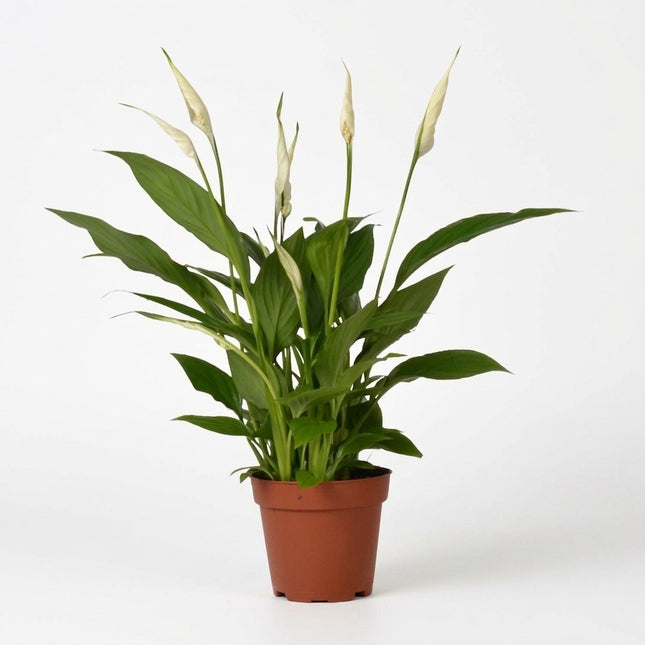 Spathiphyllum Bingo Cupido - Ø12cm - ↕45cm – kamerplant op witte achtergrond