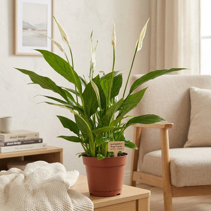 Spathiphyllum Bingo Cupido - Ø12cm - ↕45cm – gestyled in woonkamer interieur
