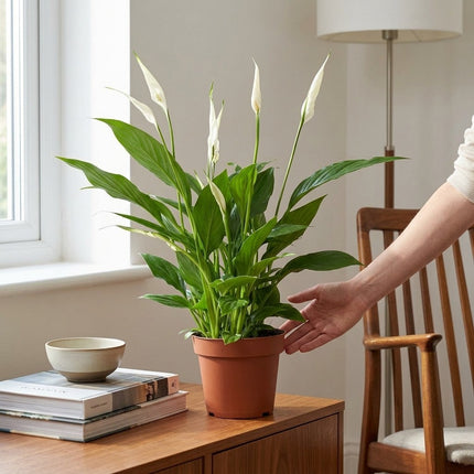 Spathiphyllum Bingo Cupido - Ø12cm - ↕45cm – formaat indicatie 45cm