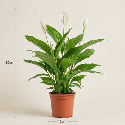 Spathiphyllum Bingo Cupido - Ø19cm - ↕80cm – afmetingen 80cm hoog, 19cm diameter