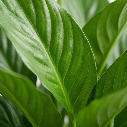 Spathiphyllum Bingo Cupido - Ø19cm - ↕80cm – close-up bladtextuur