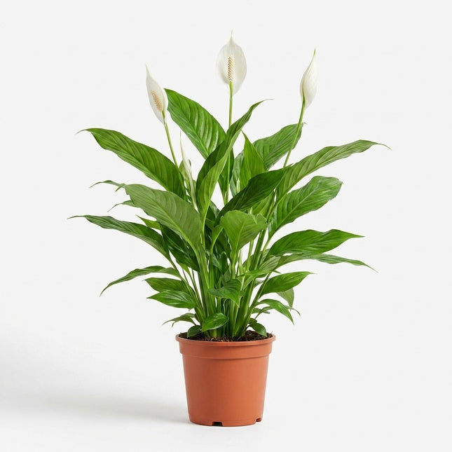 Spathiphyllum Bingo Cupido - Ø19cm - ↕80cm – kamerplant op witte achtergrond