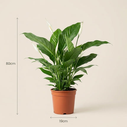Spathiphyllum Bingo Cupido - Ø19cm - ↕80cm – afmetingen 80cm hoog, 19cm diameter