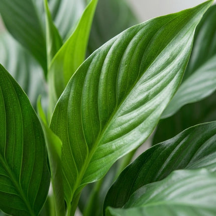 Spathiphyllum Bingo Cupido - Ø19cm - ↕80cm – close-up bladtextuur