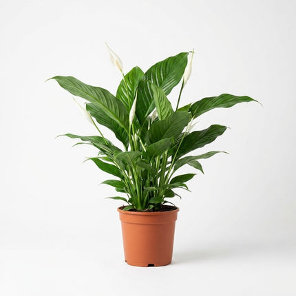 Spathiphyllum Bingo Cupido - Ø19cm - ↕80cm – kamerplant op witte achtergrond