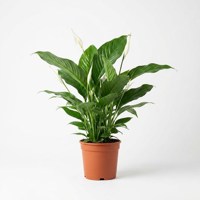 Spathiphyllum Bingo Cupido - Ø19cm - ↕80cm – kamerplant op witte achtergrond