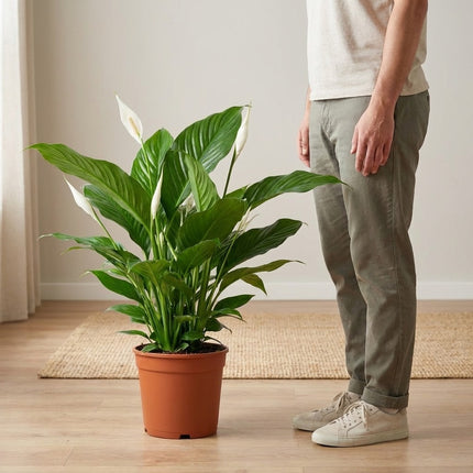Spathiphyllum Bingo Cupido - Ø19cm - ↕80cm – formaat indicatie 80cm